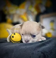 Confetti, a female Chihuahua for sale in Piqua, KS – Photo 1 of 8