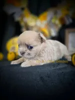 Confetti, a female Chihuahua for sale in Piqua, KS – Photo 4 of 8