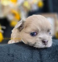 Confetti, a female Chihuahua for sale in Piqua, KS – Photo 2 of 8