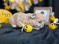 Confetti, a female Chihuahua for sale in Piqua, KS – Photo 5 of 8