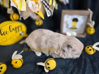 Confetti, a female Chihuahua for sale in Piqua, KS – Photo 8 of 8