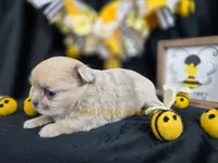 Confetti, a female Chihuahua for sale in Piqua, KS – Photo 6 of 8
