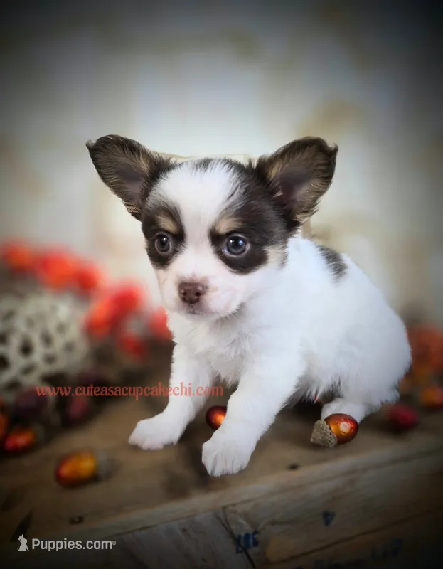 Reef – Chihuahua puppy for sale in Piqua, KS