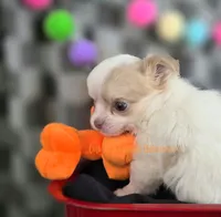 Tator, a male Chihuahua for sale in Piqua, KS – 5 of 7