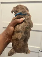 Autumn , a female Yorkshire Terrier for sale in Washington, DC – 3 of 5