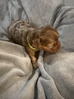 Autumn , a female Yorkshire Terrier for sale in Washington, DC – 5 of 5