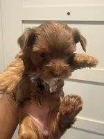 Autumn , a female Yorkshire Terrier for sale in Washington, DC – 1 of 5