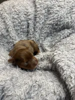 Autumn , a female Yorkshire Terrier for sale in Washington, DC – 4 of 5