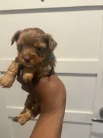 Autumn , a female Yorkshire Terrier for sale in Washington, DC – 2 of 5