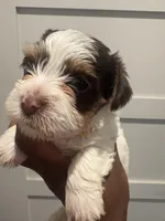 Princess, a female Yorkshire Terrier for sale in Washington, DC – 4 of 4