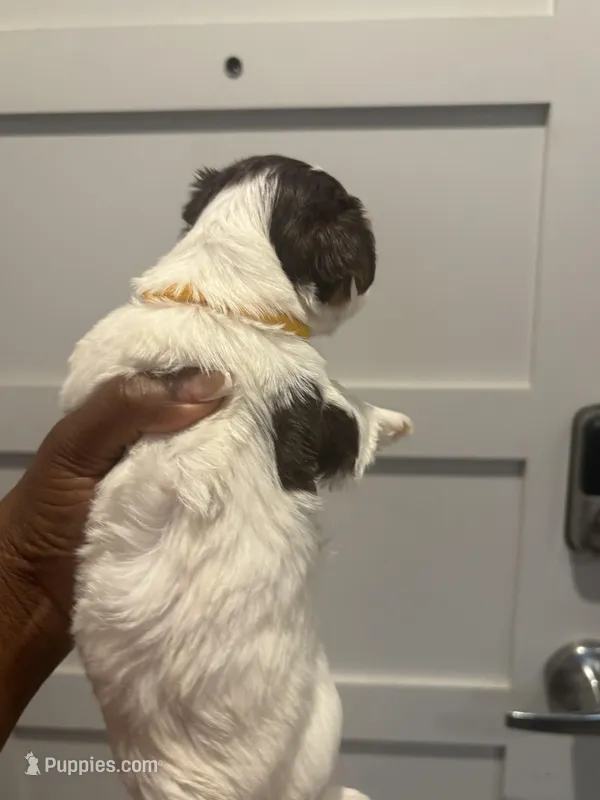 Princess – Yorkshire Terrier puppy for sale in Washington, DC