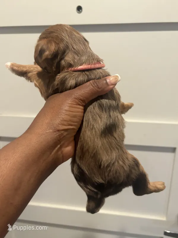 Summer  – Yorkshire Terrier puppy for sale in Washington, DC