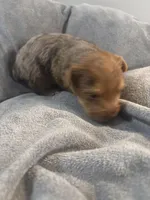 Summer , a female Yorkshire Terrier for sale in Washington, DC – 4 of 5