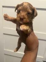 Summer , a female Yorkshire Terrier for sale in Washington, DC – 2 of 5