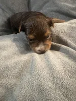 Ash, a male Yorkshire Terrier for sale in Washington, DC – 2 of 7