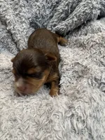 Ash, a male Yorkshire Terrier for sale in Washington, DC – 5 of 7