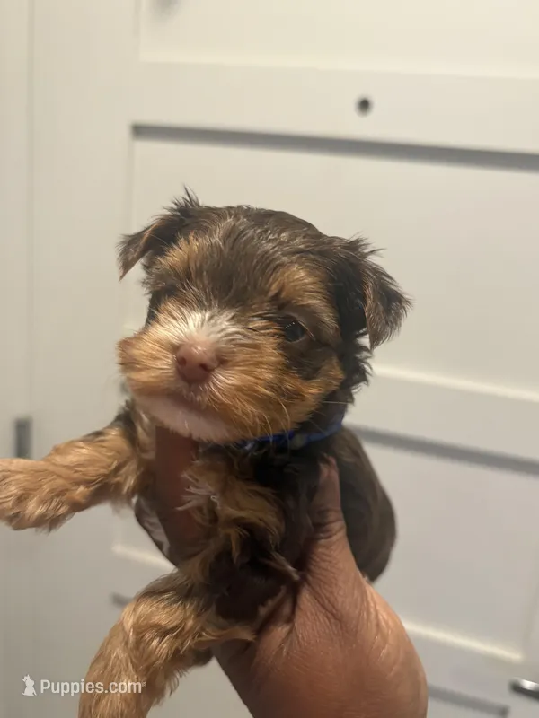 Ash – Yorkshire Terrier puppy for sale in Washington, DC
