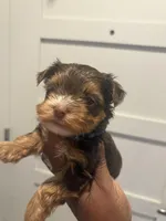 Ash, a male Yorkshire Terrier for sale in Washington, DC – 1 of 7