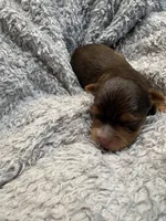 Ash, a male Yorkshire Terrier for sale in Washington, DC – 3 of 7