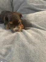 Ash, a male Yorkshire Terrier for sale in Washington, DC – 7 of 7