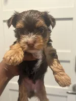 Ash, a male Yorkshire Terrier for sale in Washington, DC – 4 of 7