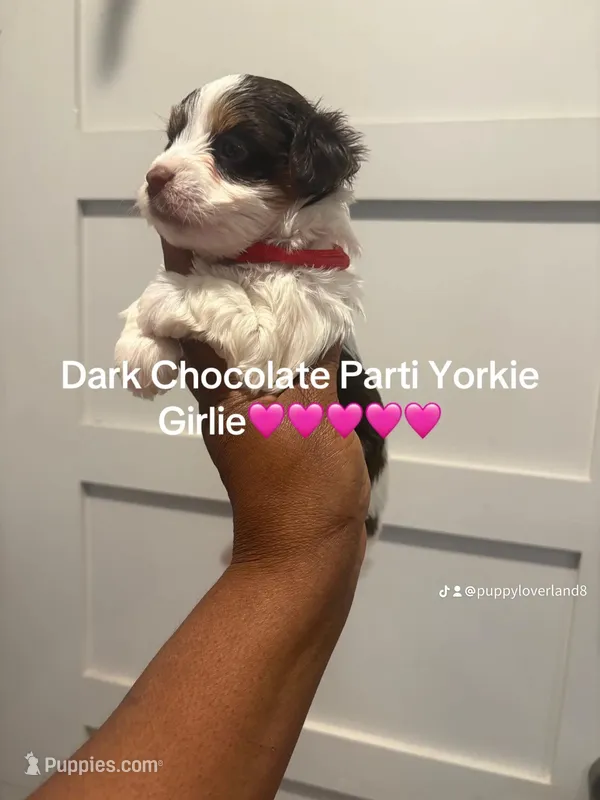 Peekaboo  – Yorkshire Terrier puppy for sale in Washington, DC