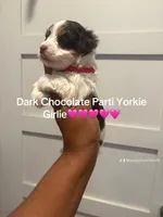 Peekaboo , a female Yorkshire Terrier for sale in Washington, DC – 1 of 3