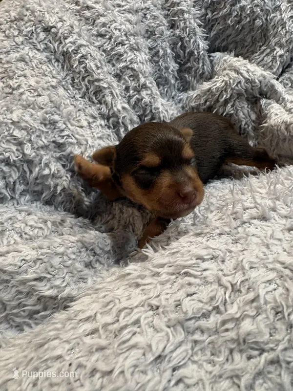 Ashley – Yorkshire Terrier puppy for sale in Washington, DC