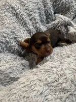 Ashley, a female Yorkshire Terrier for sale in Washington, DC – 1 of 5