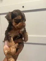Ashley, a female Yorkshire Terrier for sale in Washington, DC – 3 of 5