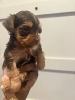 Ashley, a female Yorkshire Terrier for sale in Washington, DC – 4 of 5