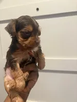 Ashley, a female Yorkshire Terrier for sale in Washington, DC – 2 of 5