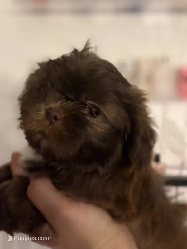 Shihtzu AKC – Shih Tzu puppy for sale in Long Beach, CA