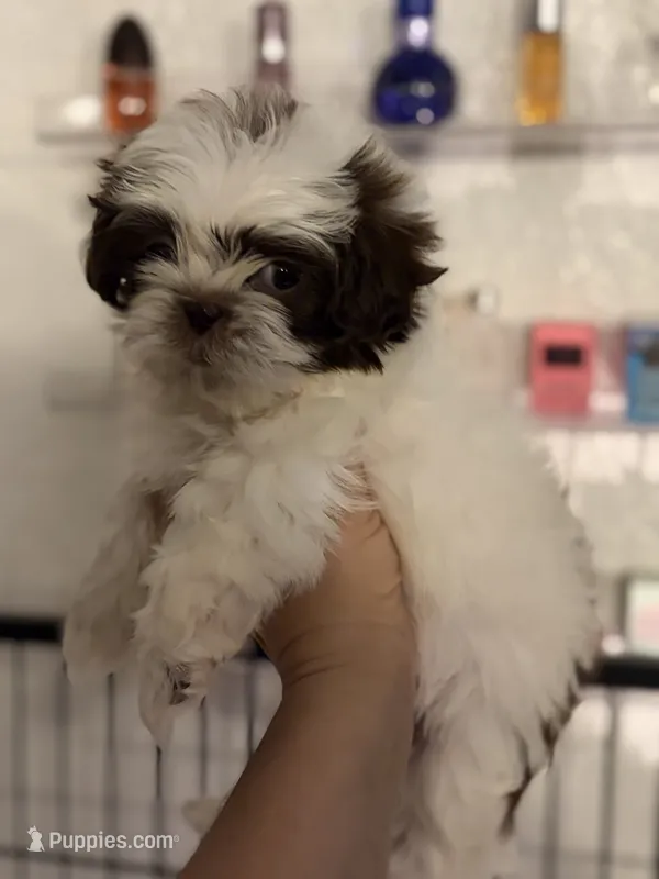 Shihtzu AKC – Shih Tzu puppy for sale in Long Beach, CA
