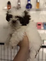 Shihtzu AKC, a male Shih Tzu for sale in Long Beach, CA – 1 of 3