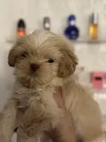 Shihtzu AKC, a male Shih Tzu for sale in Long Beach, CA – 3 of 3
