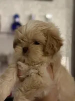 Shihtzu AKC, a male Shih Tzu for sale in Long Beach, CA – 3 of 3