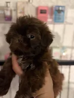 Shitzu AKC, a male Shih Tzu for sale in Long Beach, CA – 4 of 4