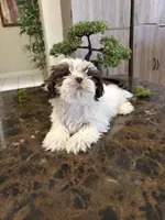 Shihtzu AKC, a male Shih Tzu for sale in Long Beach, CA – 3 of 3