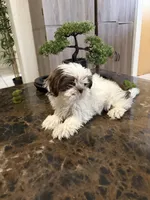 Shihtzu AKC, a male Shih Tzu for sale in Long Beach, CA – 2 of 3