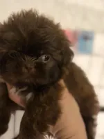 Shitzu AKC, a male Shih Tzu for sale in Long Beach, CA – 3 of 4