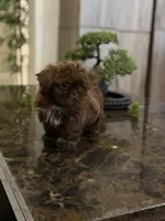 Shihtzu AKC, a female Shih Tzu for sale in Long Beach, CA – 3 of 4