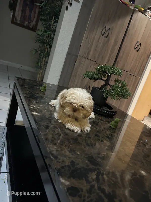 Shihtzu AKC – Shih Tzu puppy for sale in Long Beach, CA