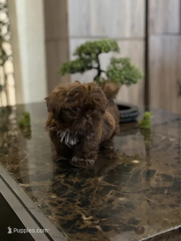 Shihtzu AKC – Shih Tzu puppy for sale in Long Beach, CA