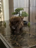 Shihtzu AKC, a female Shih Tzu for sale in Long Beach, CA – 1 of 4