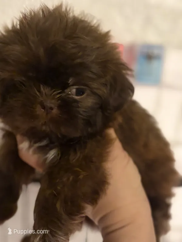 Shitzu AKC – Shih Tzu puppy for sale in Long Beach, CA
