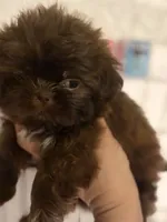 Shitzu AKC, a male Shih Tzu for sale in Long Beach, CA – 1 of 4