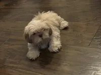Shihtzu AKC, a male Shih Tzu for sale in Long Beach, CA – 1 of 3