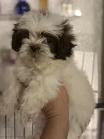 Shihtzu AKC, a male Shih Tzu for sale in Long Beach, CA – 3 of 3