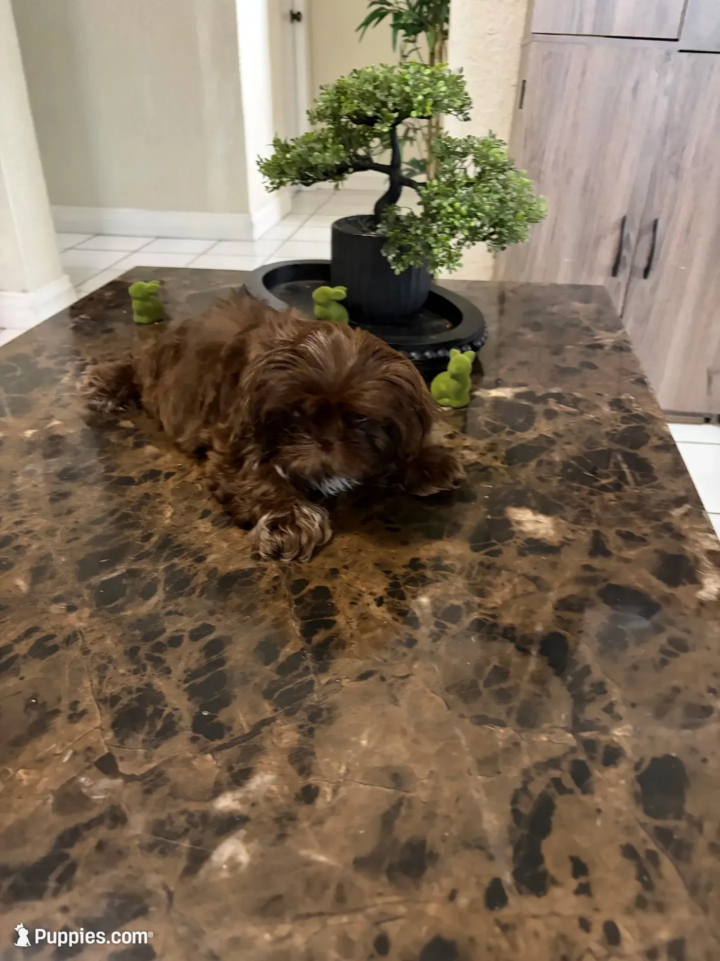 Shihtzu AKC, a female Shih Tzu for sale in Long Beach, CA – 2 of 4